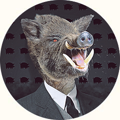 boar cropped